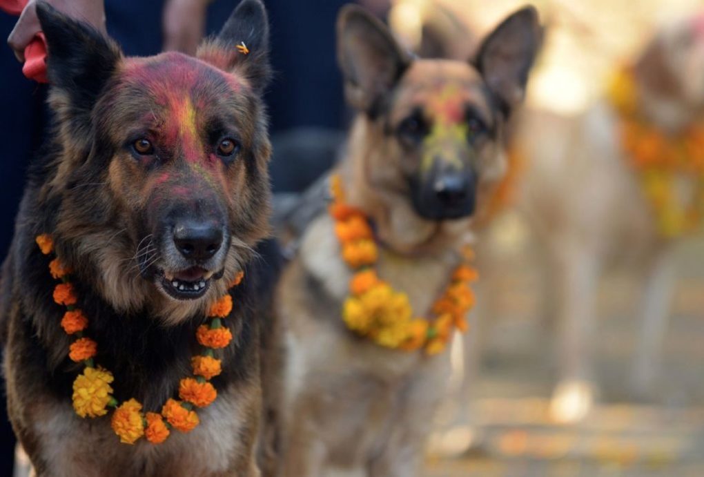 Nepal Has A Yearly Festival To Celebrate The Role Dogs Have In Human Life