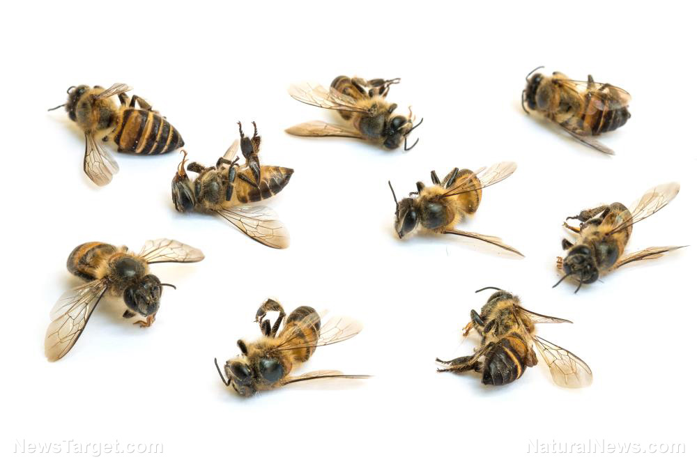 Food supply in danger? Beekeepers lost 40% of honey bee colonies in a year