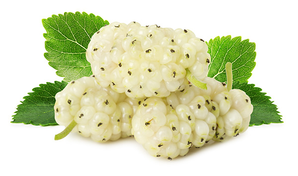 Compounds in white mulberry can help treat metabolic syndrome, says research