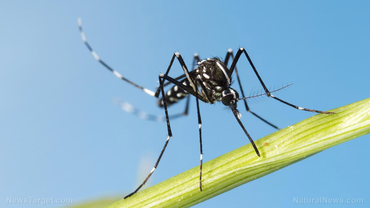 An accident waiting to happen: Tech company to release 750 MILLION GMO mosquitoes in Florida to fight dengue fever