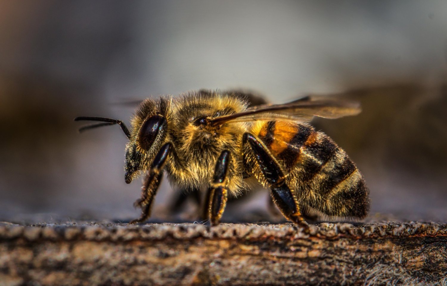 Honeybee venom contains chemical that kills breast-cancer cells in minutes