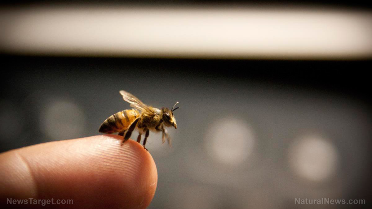 Compound in honey bee venom found to destroy cancer cells within 60 minutes