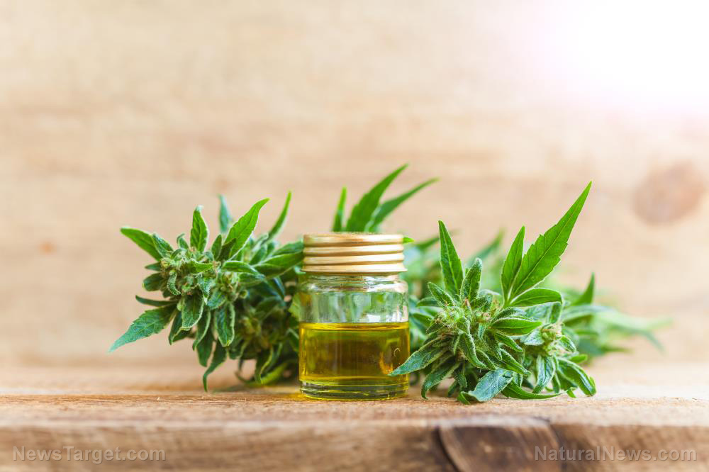 CBD, turmeric and willow: 3 Natural and effective painkillers