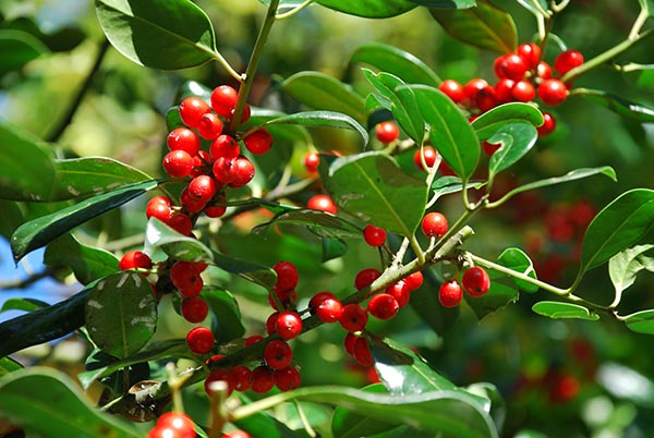 Kurogane holly contains anti-cancer compounds for IBS patients