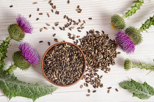 Healing plants: Silymarin from milk thistle found to have anti-cancer properties