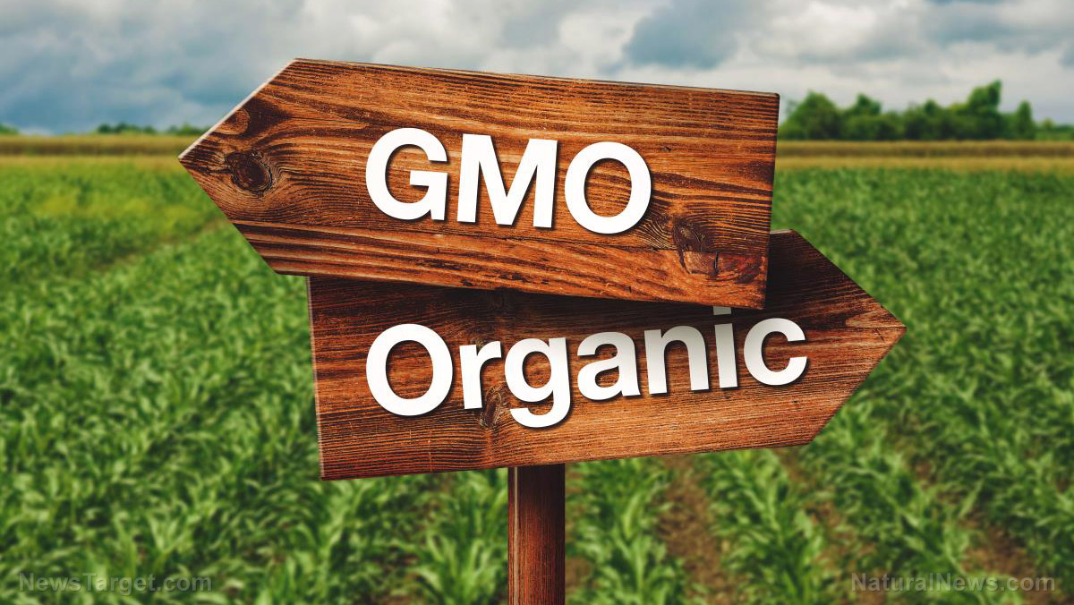 GMOs are harmful, should be avoided at all costs – study
