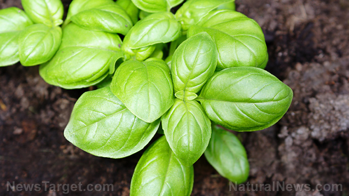 Plant cures: Uses and benefits of basil essential oil