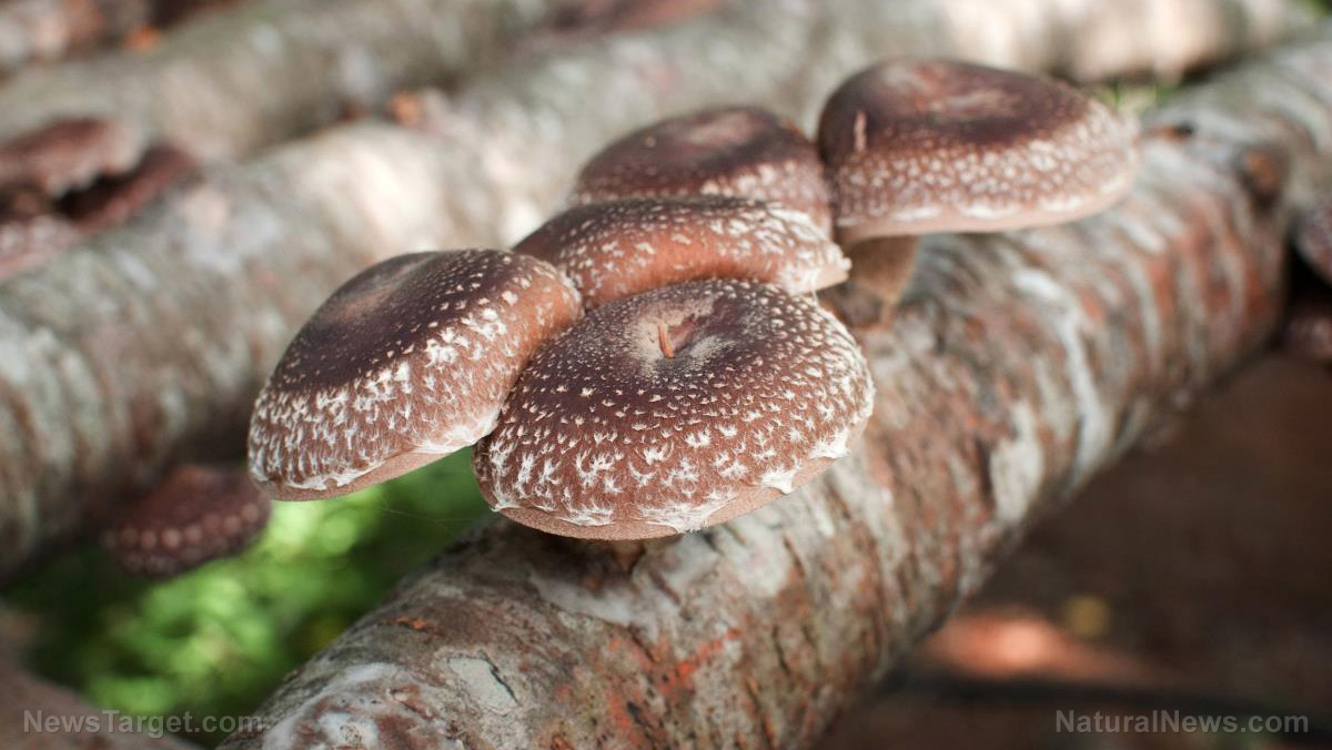 Organic functional mushrooms: best immune-boosting medicine from Mother Nature