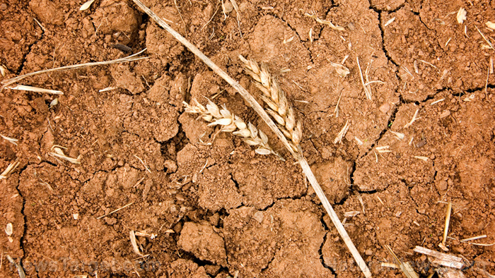 Heatwave destroys wheat crops in India, accelerating global food collapse