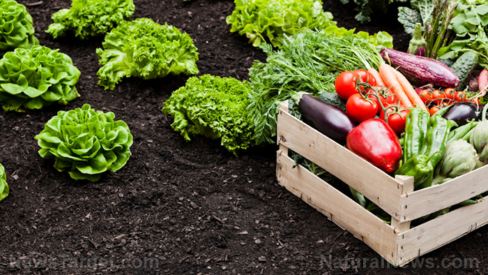 Gardening tips: Learn about secondary nutrients that help nourish your garden plants