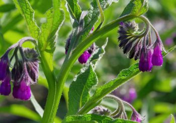 Comfrey: The “Miracle Plant” Teachings