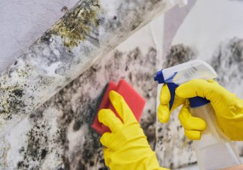 How to Detect Toxic Mold in Your Home and 9 Tips to Kick it to the Curb