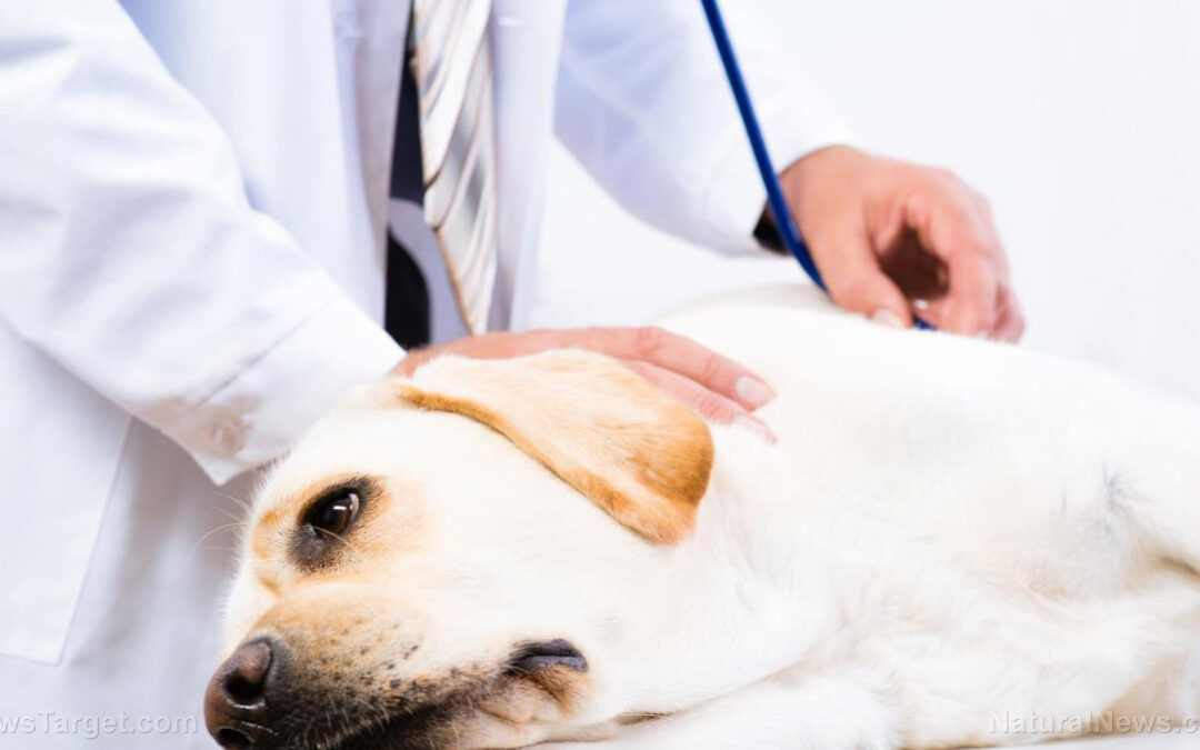 Canines may hold the key to treating human cancers