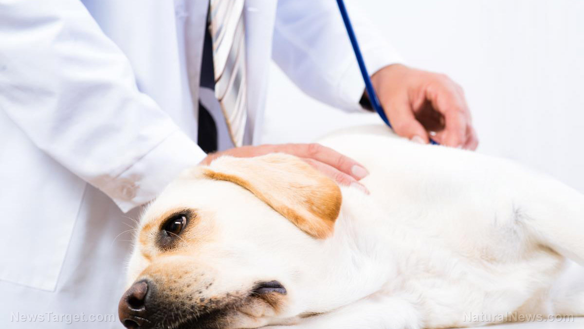 Canines may hold the key to treating human cancers