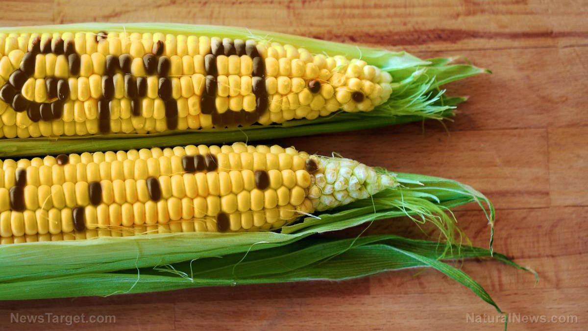 Mexico poised to ban imports of toxic GMO corn; U.S. farmers who grow it are panicking