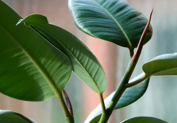 Breathe Easy: Discover the Top 10 Low Maintenance Houseplants That Purify the Air!