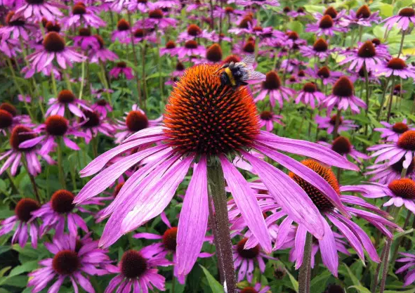 New Benefit of Echinacea Discovered