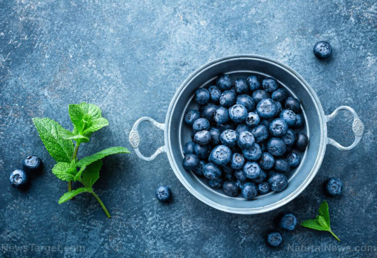 Polyphenols in wild blueberries can help lower blood pressure and boost brain function