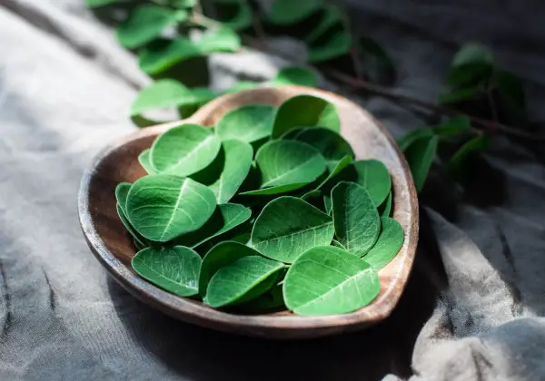4 Ways Moringa Oleifera Can Help Prevent and Heal Cancer