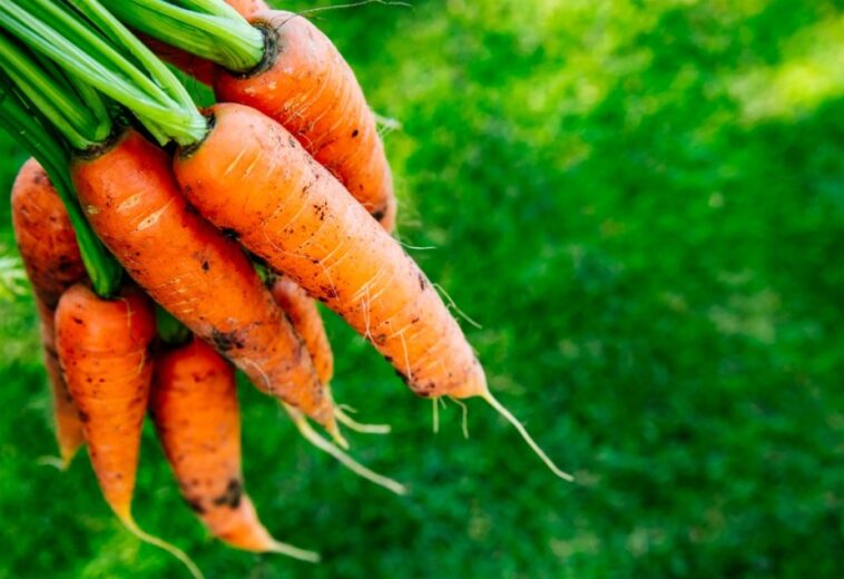 Carrots & Cancer: How to Reduce Your Risk