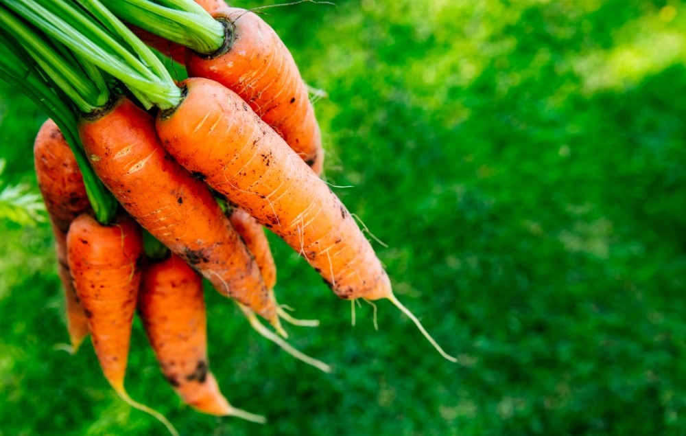 Carrots & Cancer How to Reduce Your Risk