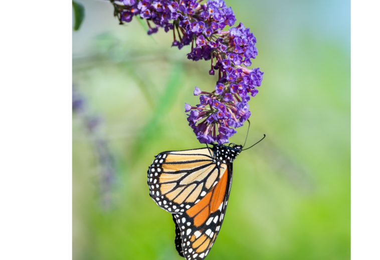 Monsanto blamed for decline of monarch butterflies
