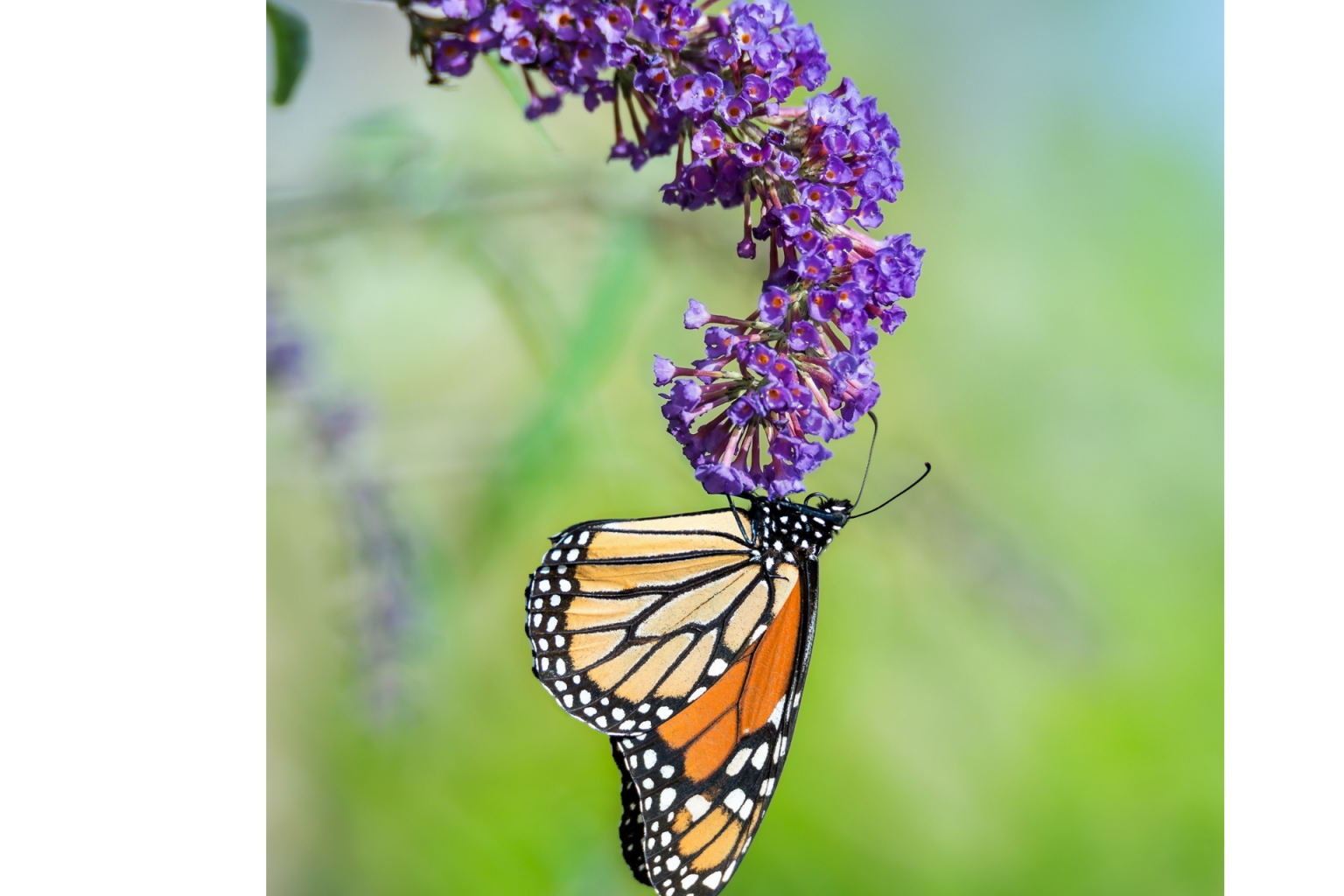 Monsanto blamed for decline of monarch butterflies - Vimarsana News