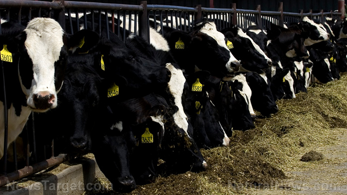 Antibiotic contamination of U.S. food supply increasing as Big Pharma pushes more drugs for animals