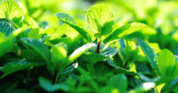 The Surprising Benefits of Peppermint Oil for Runners